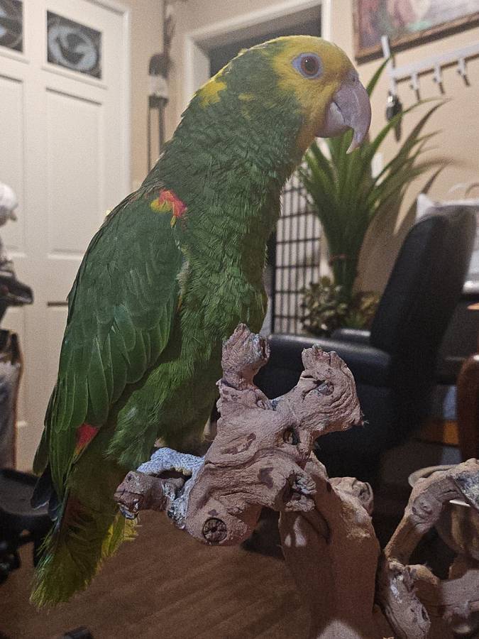 Double Yellow Head Parrot