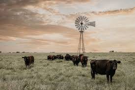 Looking for Grass to Buy, or Lease