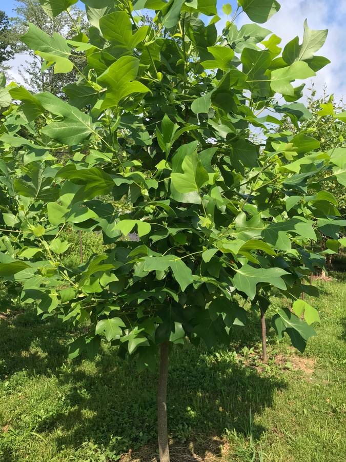 APPLE TREES - FRUIT TREES - EVERGREEN TREES - SHADE TREES