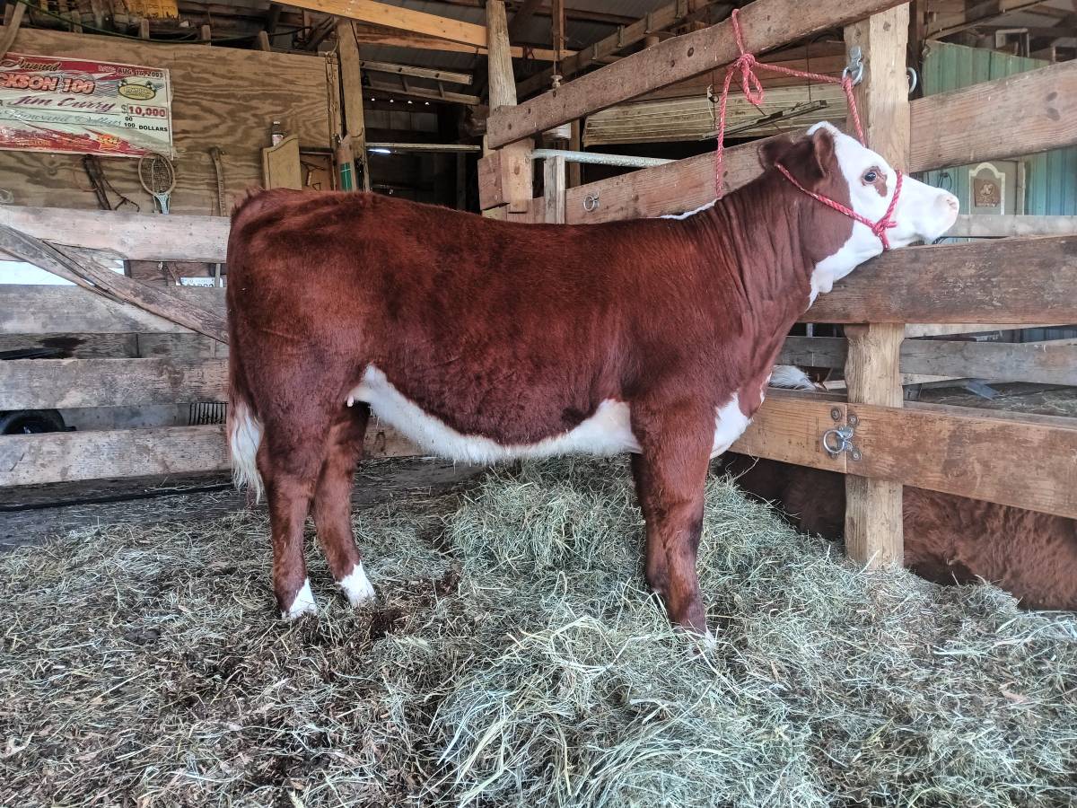 REGISTERED POLLED HEREFORD HEIFER