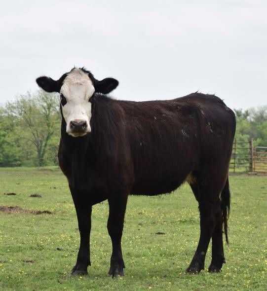 110 Fancy Black & BWF Replacement Heifers
