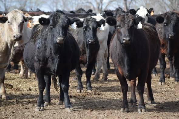 90 Hd Older Fall-Bred Cows – Morris, OK