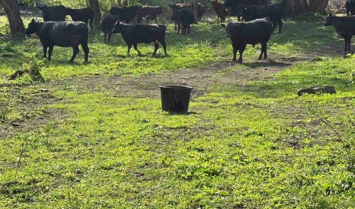 Bred cows