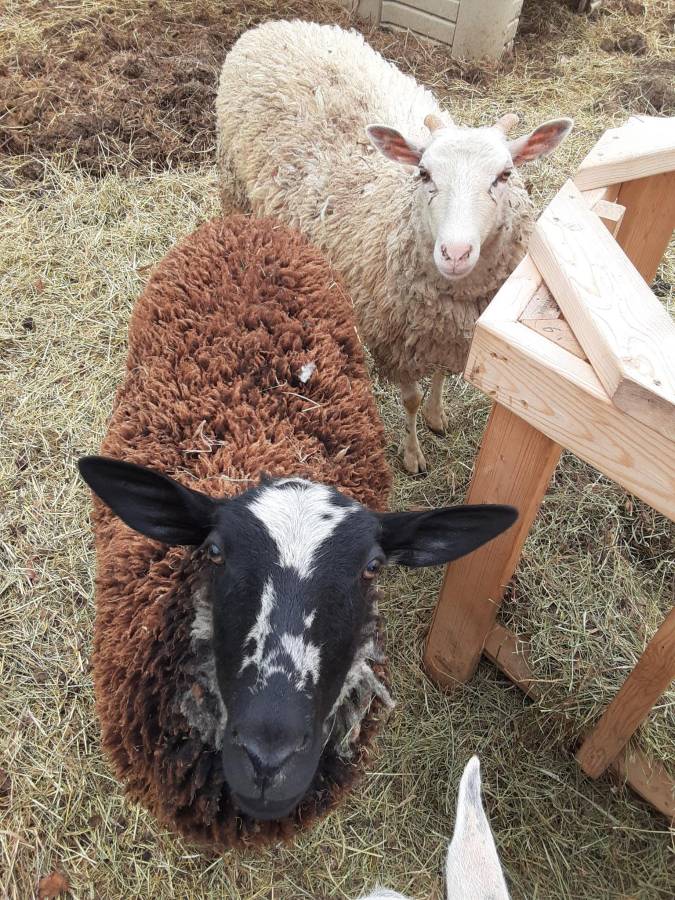 Pregnant Ewe named Lilly (Assaf x Dairy Finnsheep)